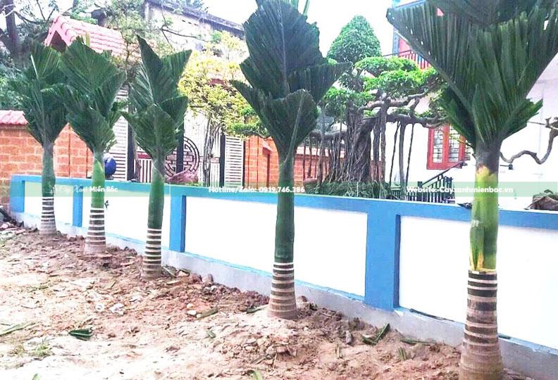 câu cau lùn làm cảnh